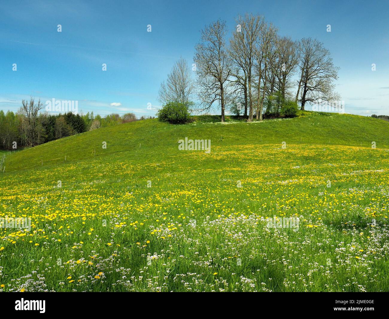 Prato primaverile nel WestallgÃ¤u vicino Karsee, comune di Wangen im AllgÃ¤u Foto Stock