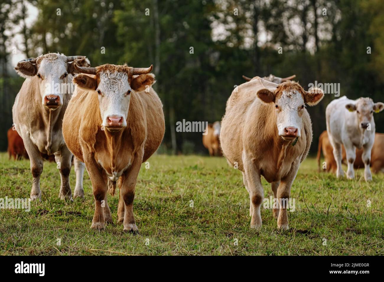Vacche su pascolo Foto Stock