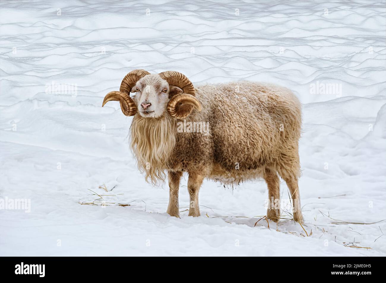 RAM sulla neve Foto Stock