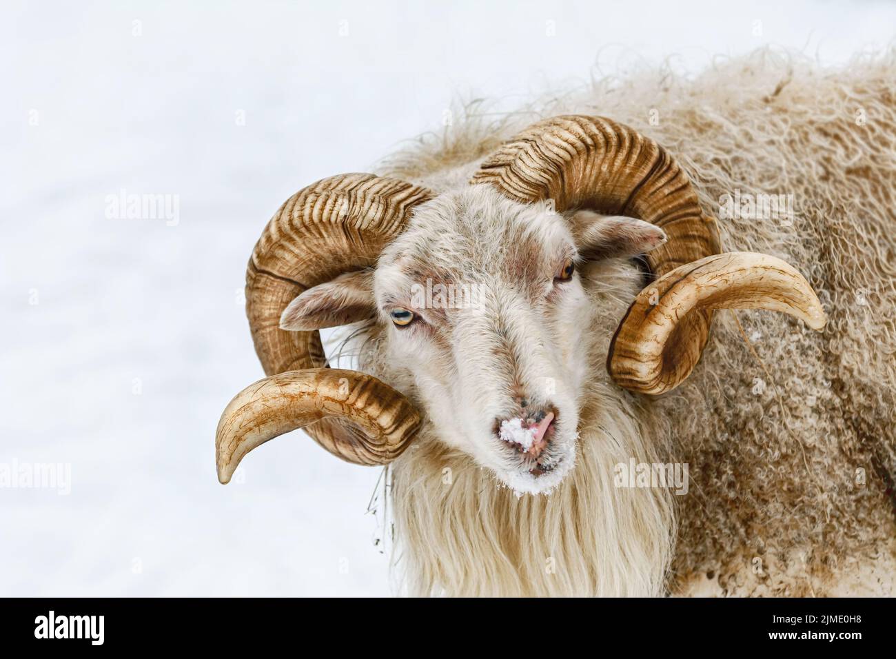 Ritratto di una ram Foto Stock