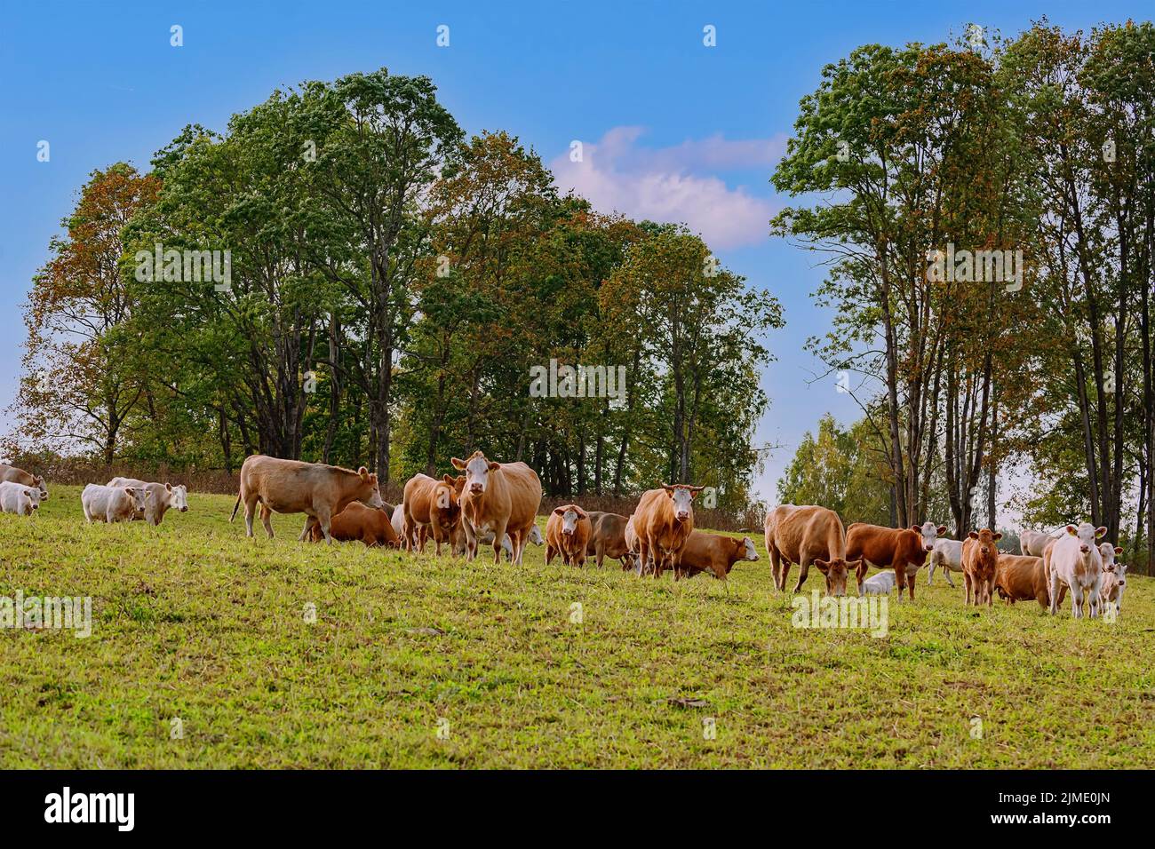 Vacche su pascolo Foto Stock
