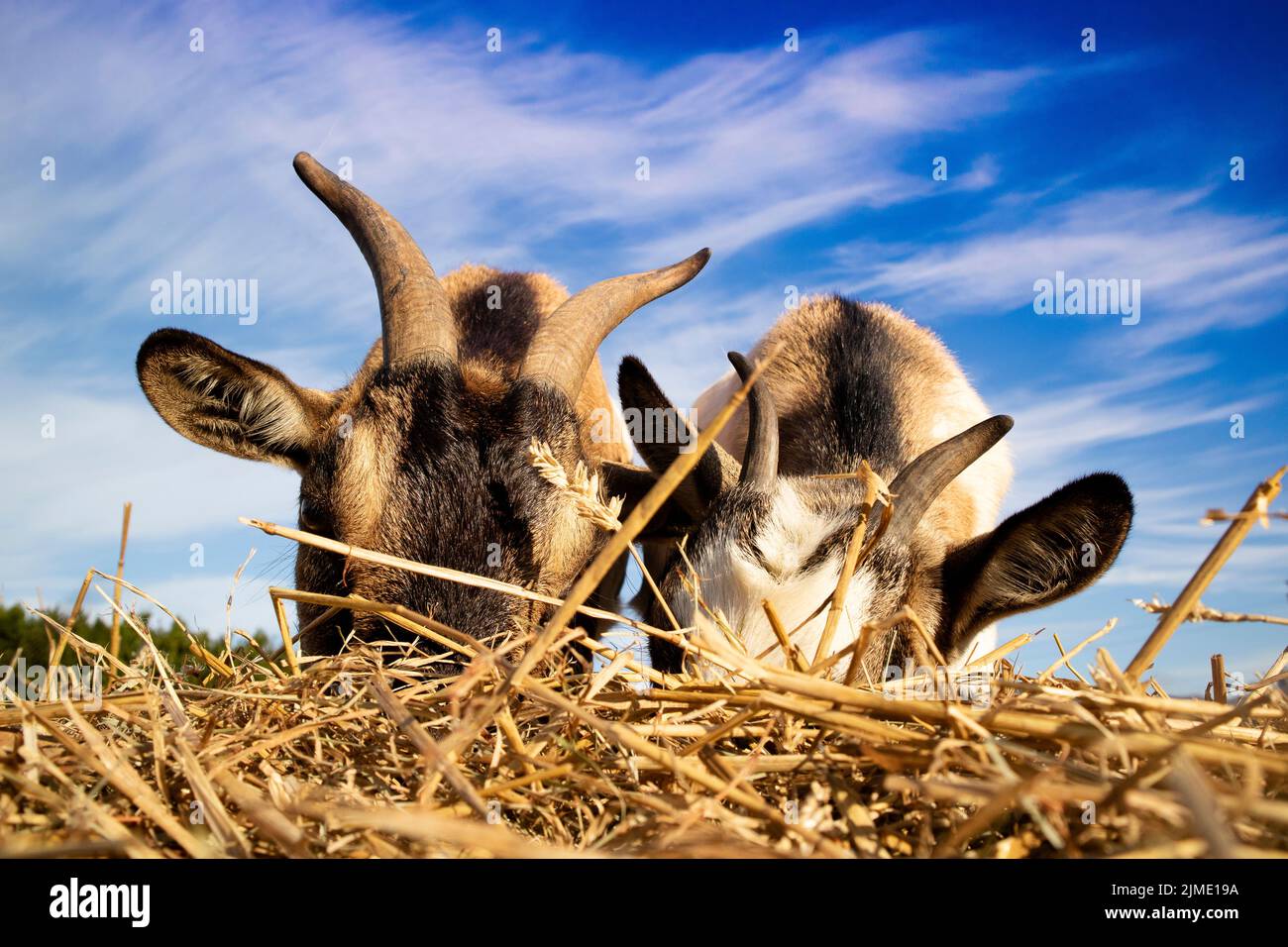 Pausa pranzo della capra comune Foto Stock