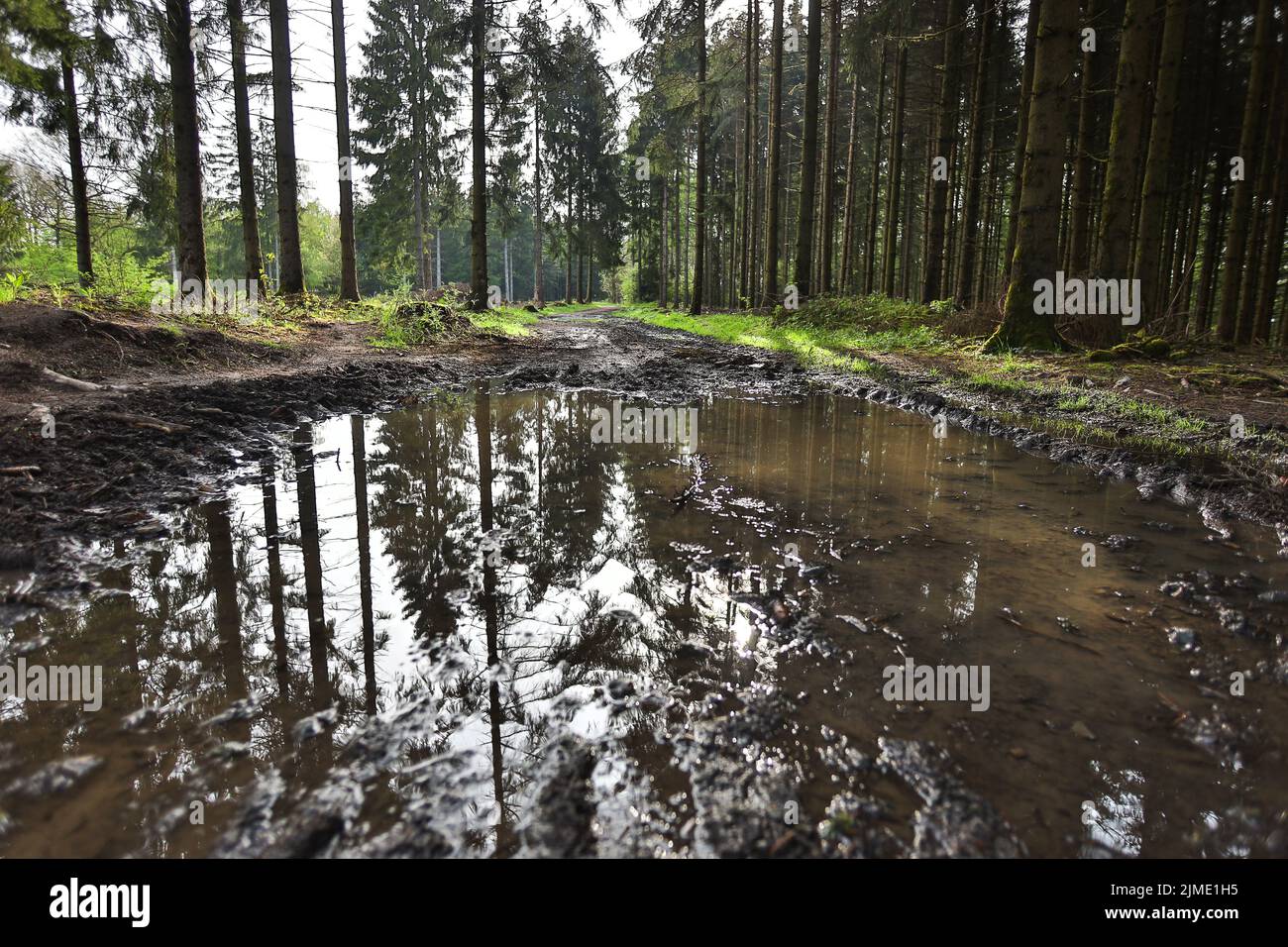 Riflesso di una foresta di abeti in una pozza Foto Stock