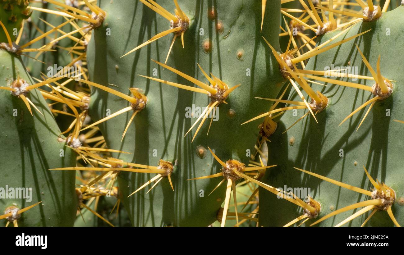 Un primo piano di un cactus verde con lunghe punte gialle in una giornata di sole Foto Stock