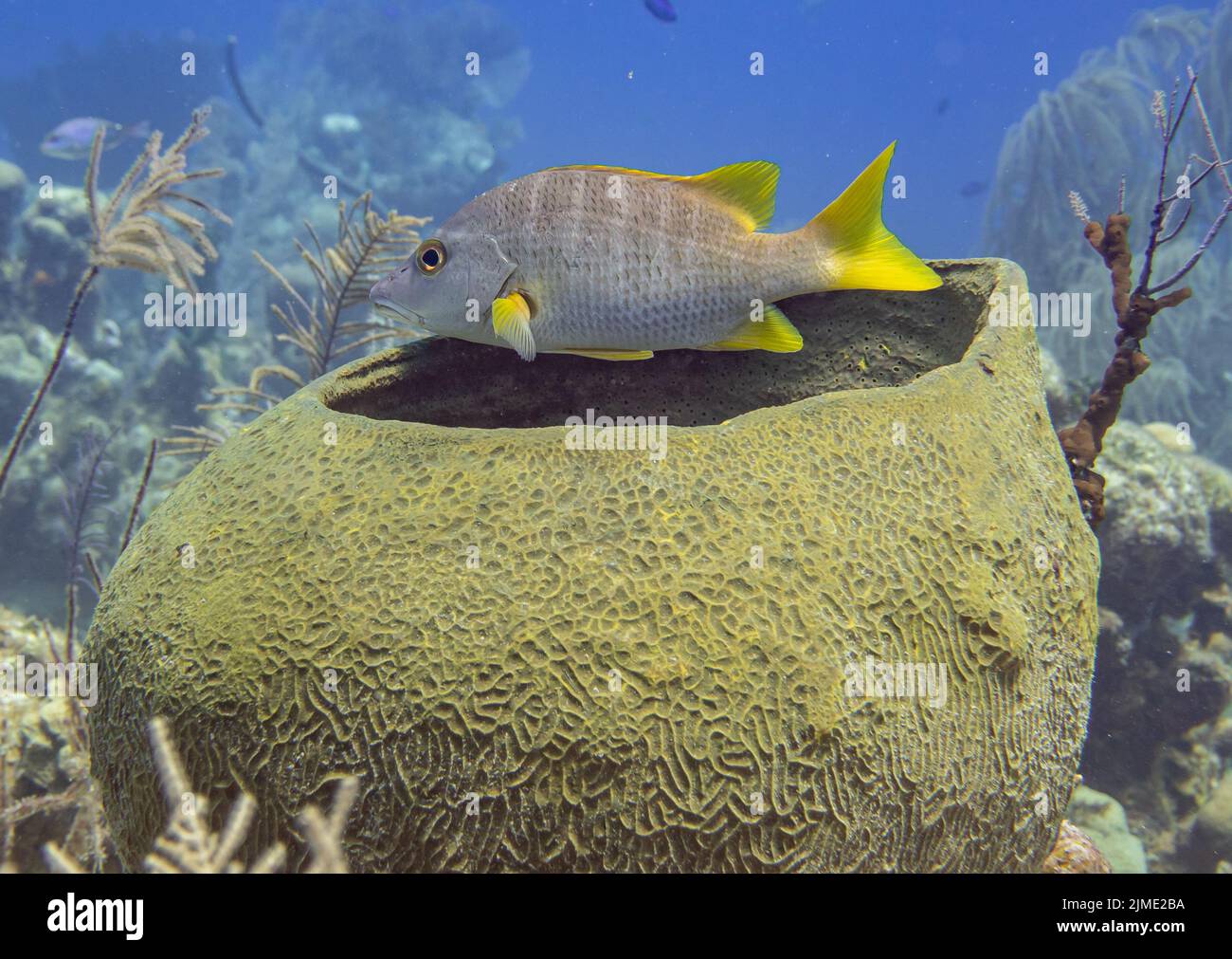 Un bellissimo maestro di scuola snapper nuotare in acqua con un enorme corallo arrotondato sotto Foto Stock