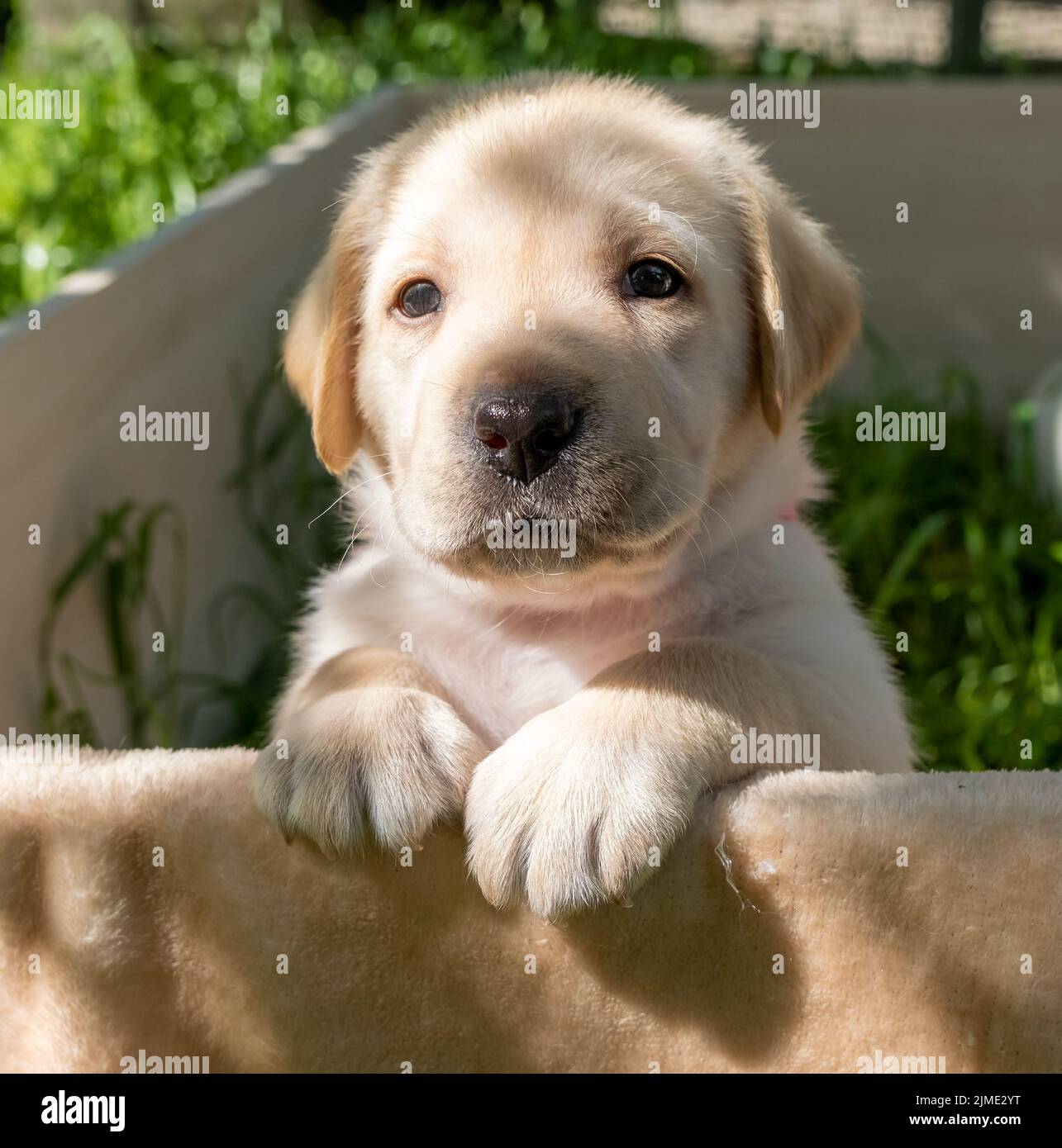 Labrador Puppy ritratto Foto Stock