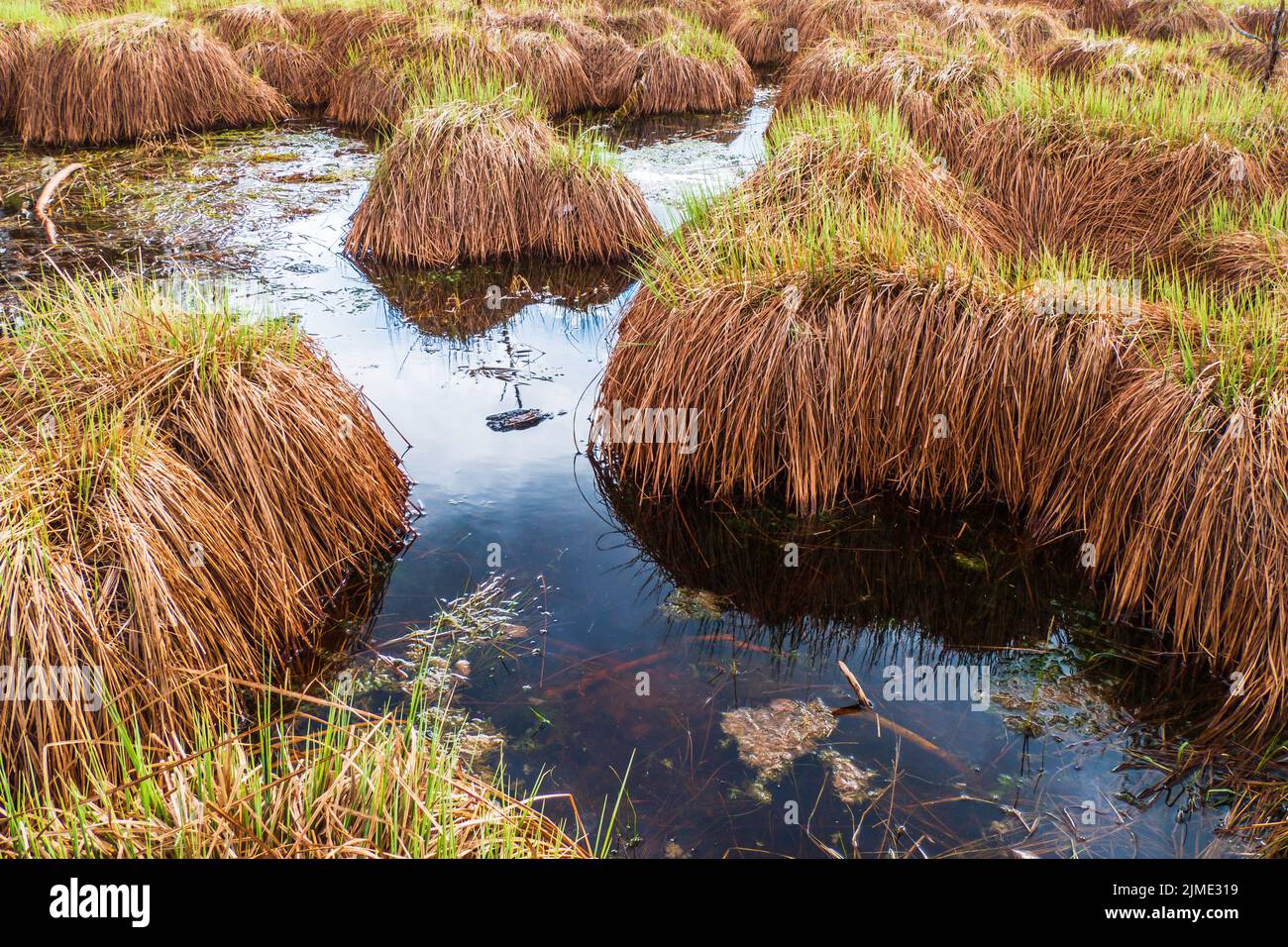 Soffice e bellissimo prato Peat Bog a Blue Swamp Lake Water Foto Stock