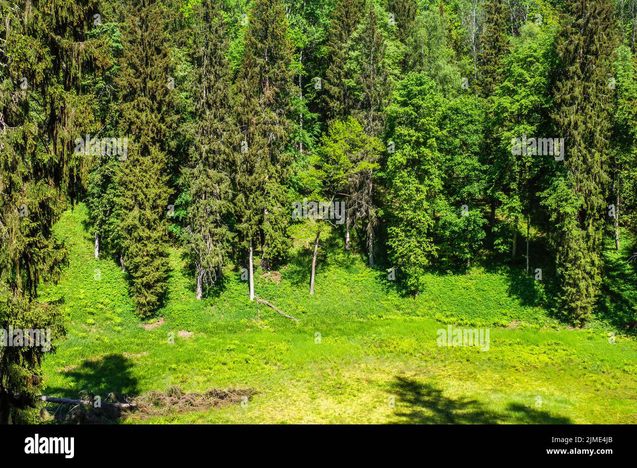 Alberi in montagna con natura tutto intorno Foto Stock