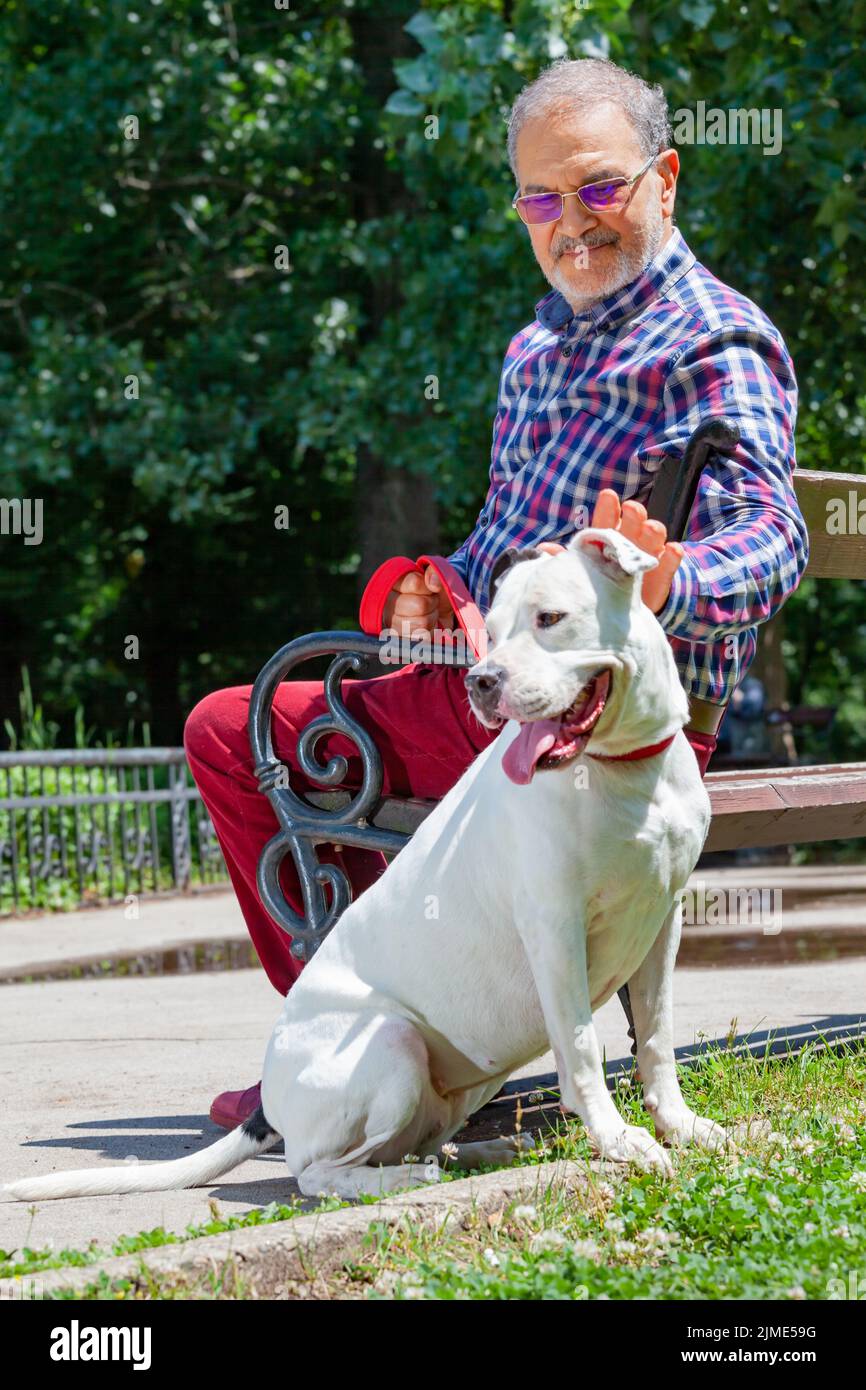 L'uomo anziano sta pettinando un cane terrier del Pitbull bianco nel parco Foto Stock