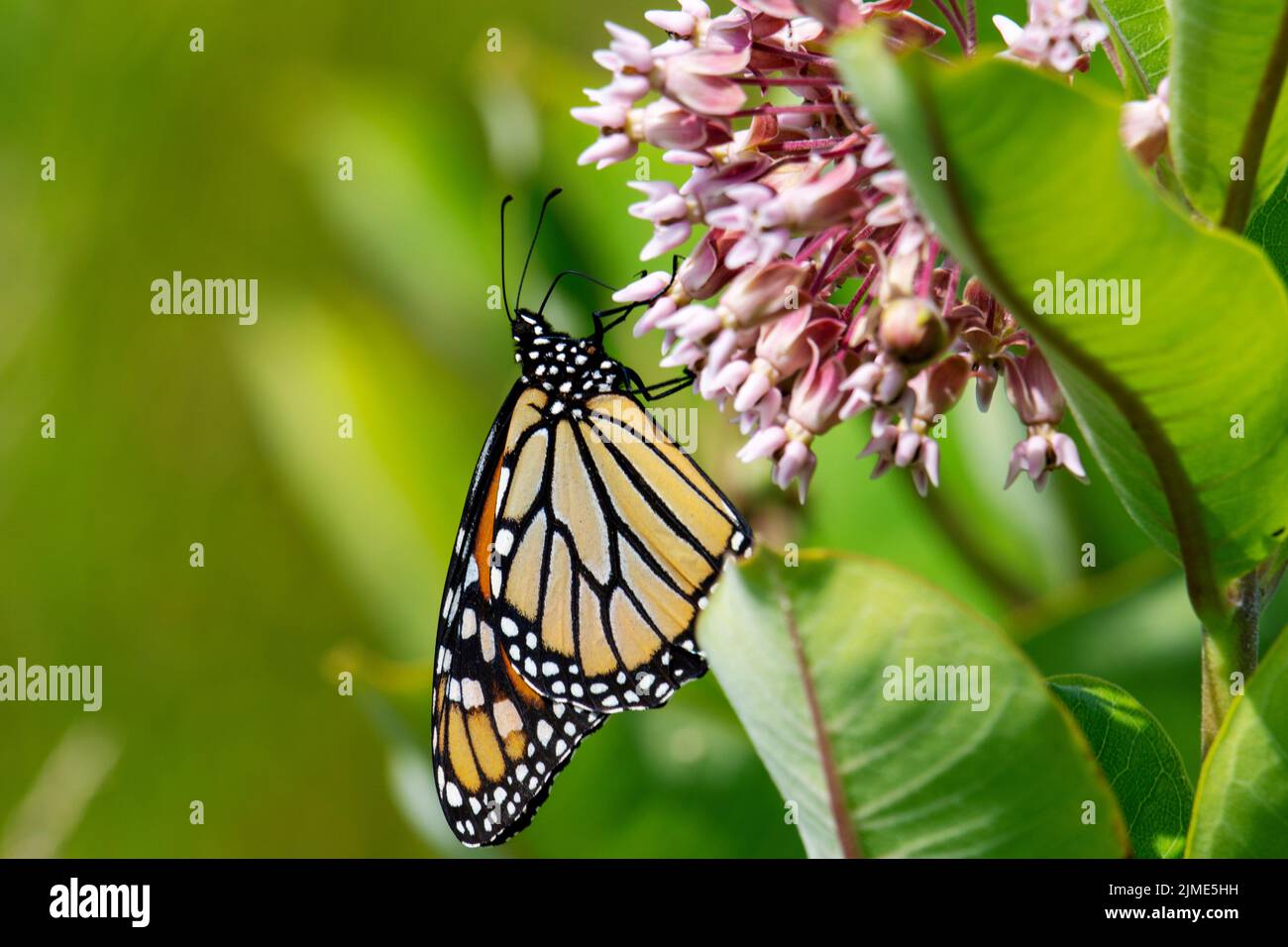 Una farfalla monarca si nutre di una comune fioritura di alghe in un prato situato nella contea di Waukesha, Wisconsin. Foto Stock