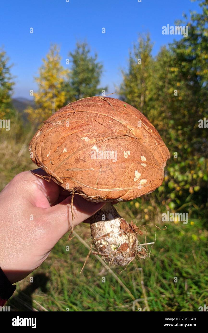 fungo della foresta in mano sullo sfondo della foresta Foto Stock