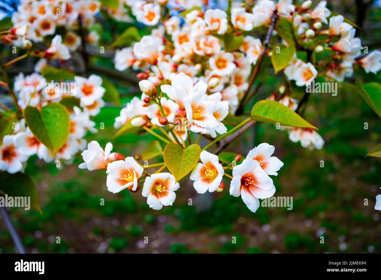 fiori bianchi aleurites albero euphorbiaceae in primavera Foto Stock