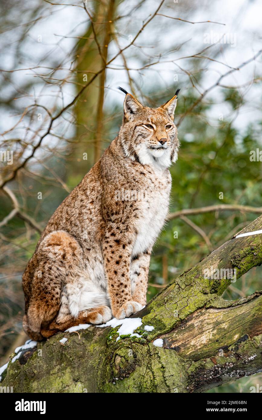 Lince eurasiatica in habitat forestale Foto Stock