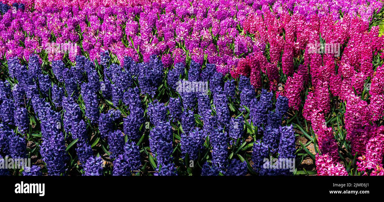 Fiori giacinto primo piano nel giardino Foto Stock