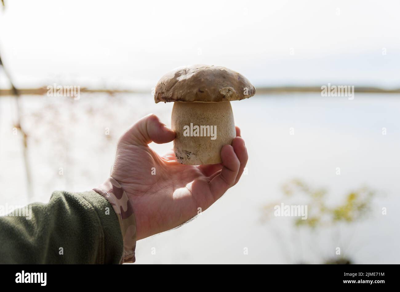Caccia funghi porcini nel bosco Foto Stock