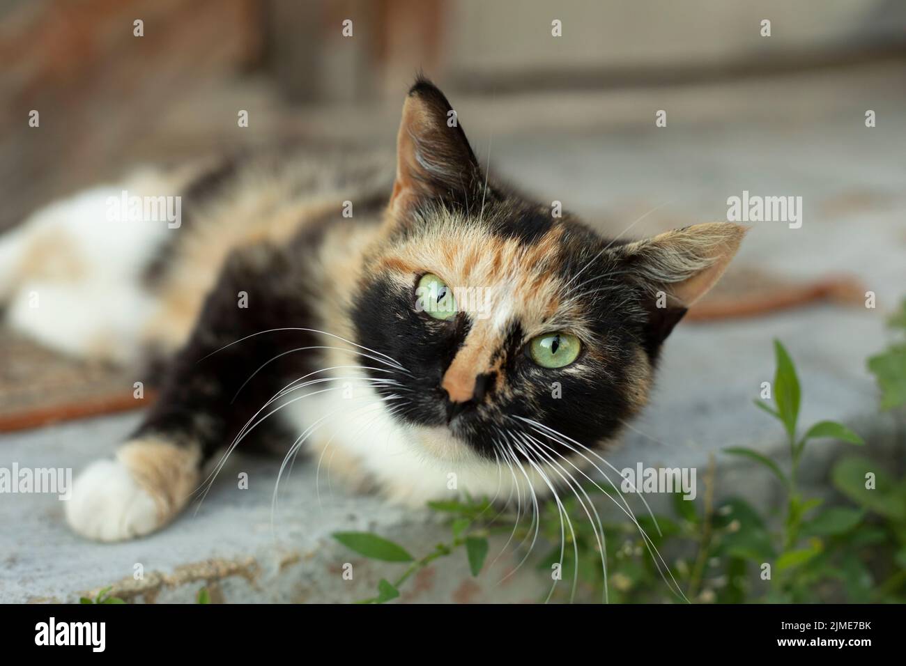 Gatto con occhi verdi. Gatto estivo in strada. Foto Stock