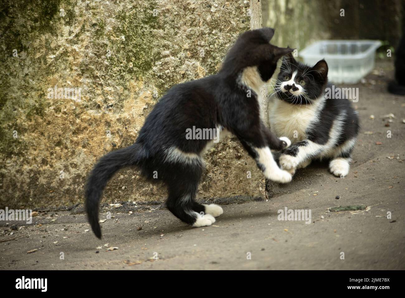 I cuccioli giocano all'esterno. Carino gattini senza casa. Foto Stock