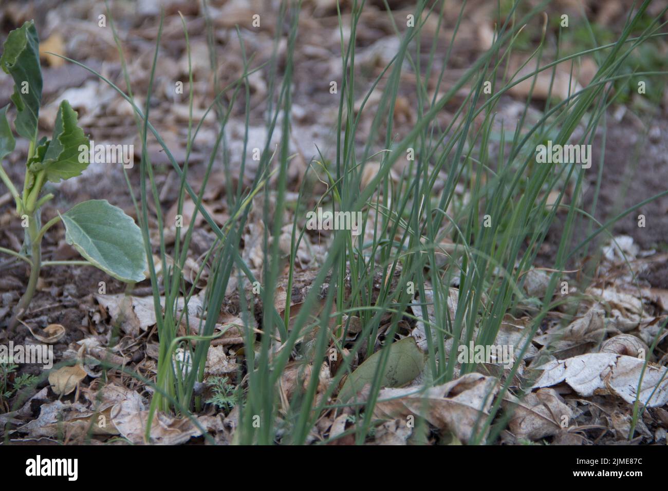 Giovani piante di cipolla in giardino Foto Stock