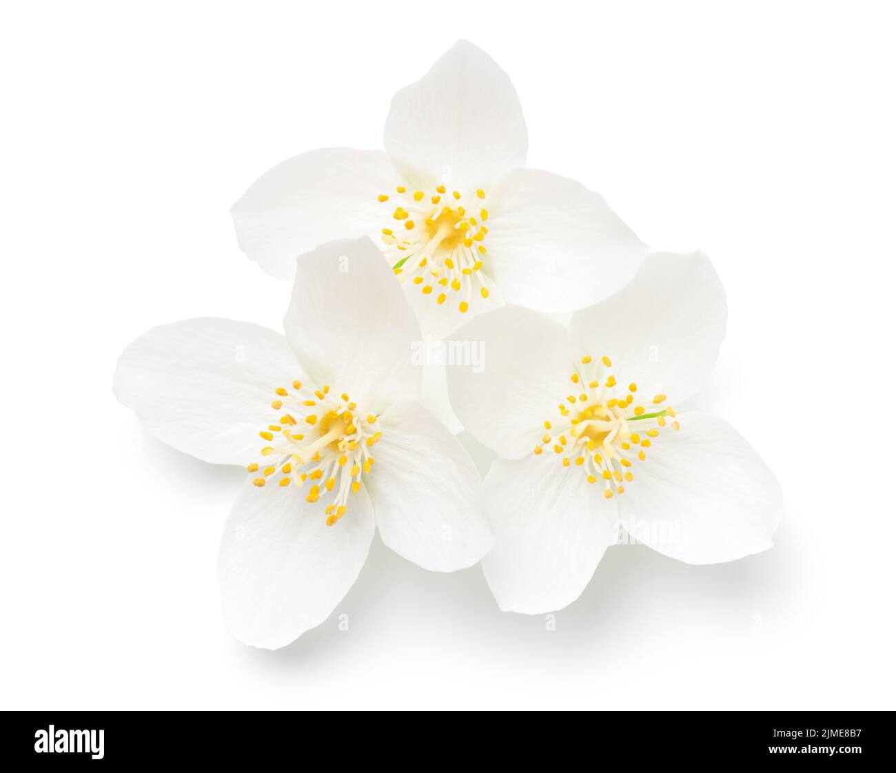 Fiori di gelsomino freschi isolati su sfondo bianco Foto Stock