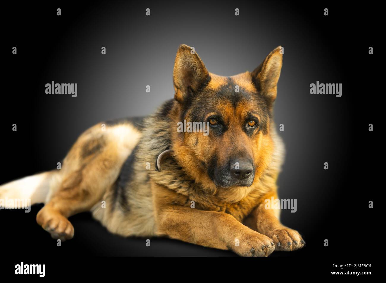 Ritratto tedesco di Shepherd Dog di fronte a sfondo nero Foto Stock