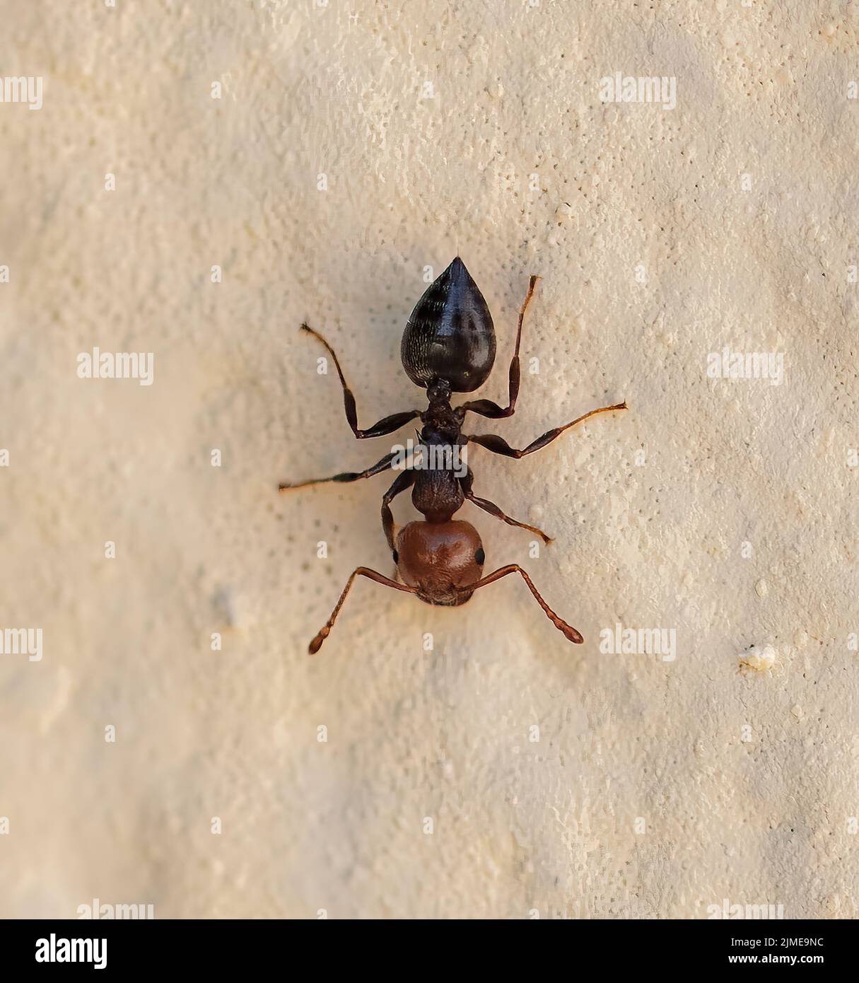 Primo piano (macro) immagine di un nero e rosso Acrobat ANT, mirmicina mediterranea (Crematogaster scutellaris) con spazio di copia Foto Stock