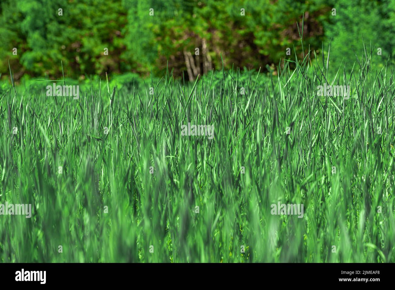 Bella erba verde dolce fresca nel campo. Sfondo verde erba o texture. Prato con erba fresca, banner design. Banner con erba verde lunga Foto Stock