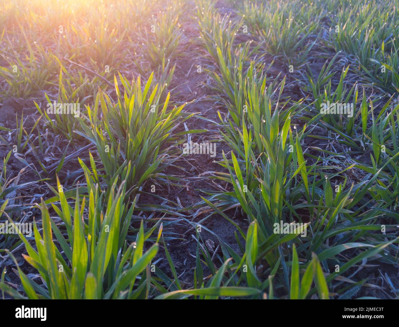 Grano giovane in primavera dopo il gelo invernale Foto Stock