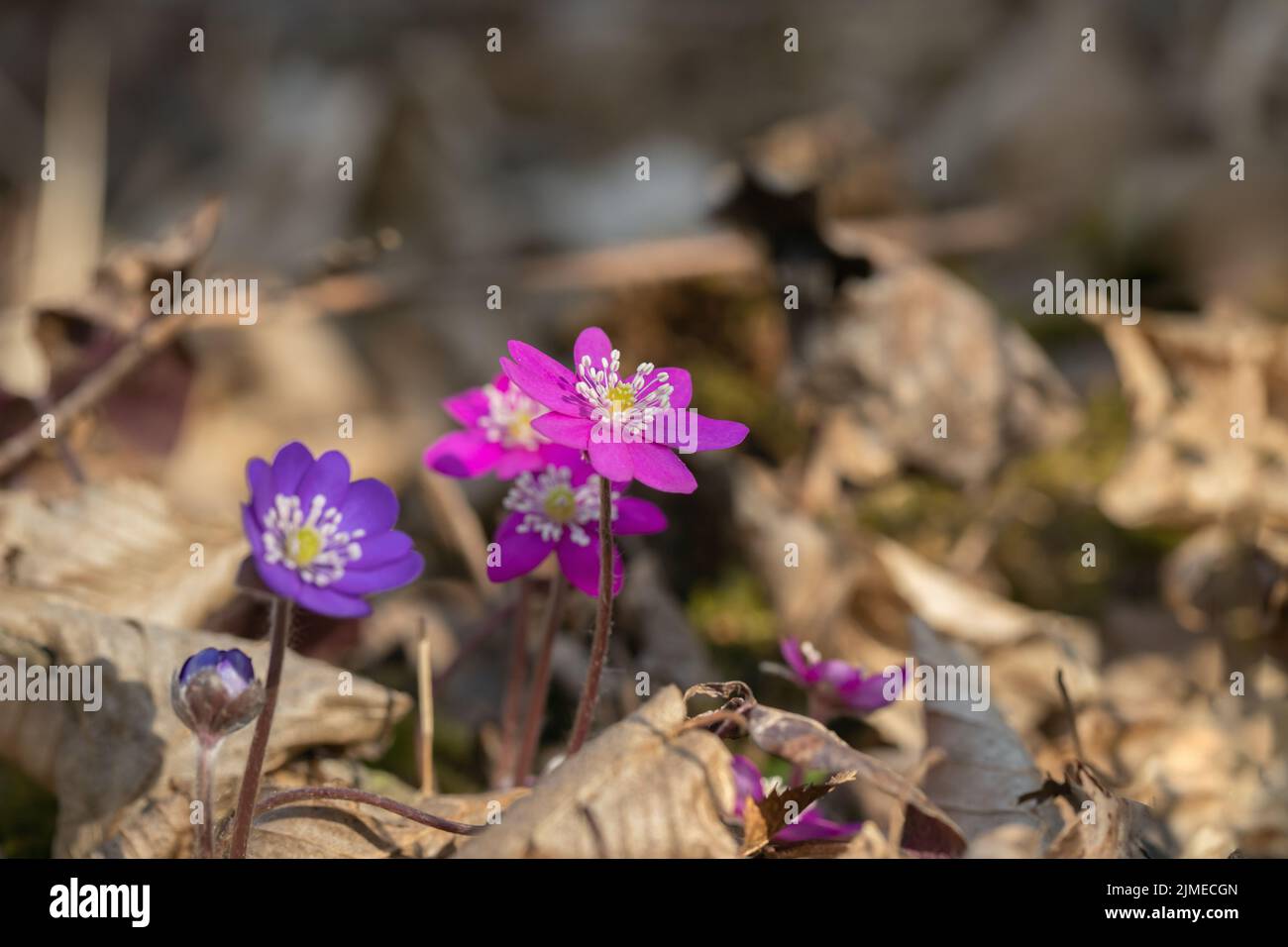 Gruppo di livree rosa e viola (Anemone hepatica). Foto Stock