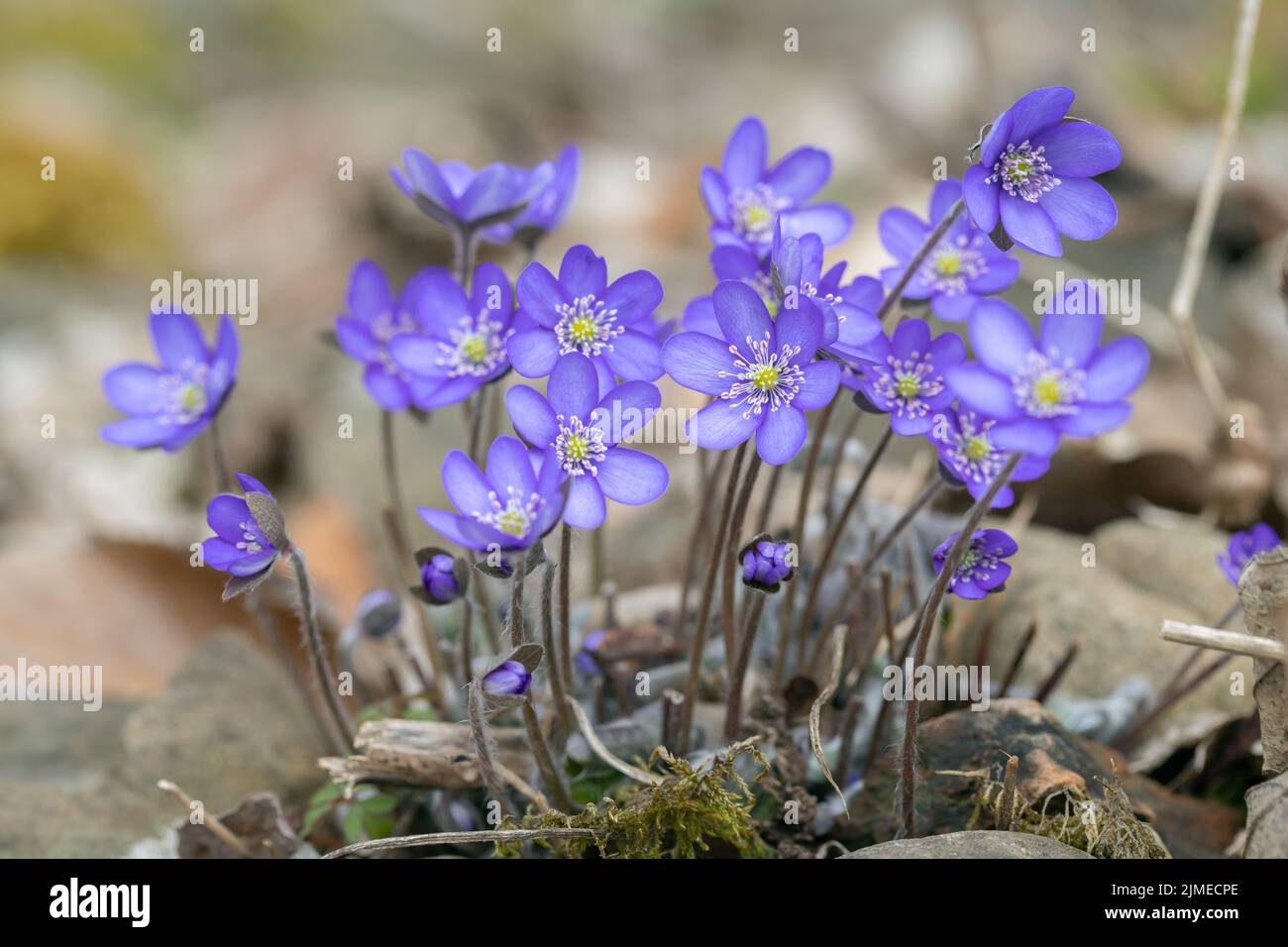 Gruppo di fiori di liverwort selvaggi (Anemone hepatica). Foto Stock