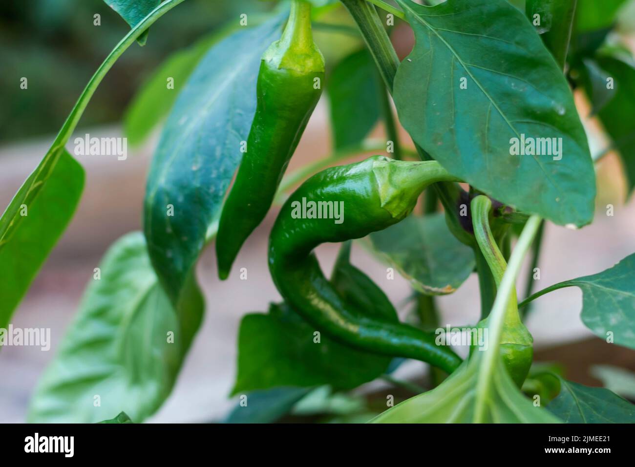 I peperoncini caldi crescono in serra. Si chiudono i baccelli verdi di peperoncino. Messa a fuoco selettiva. Foto Stock