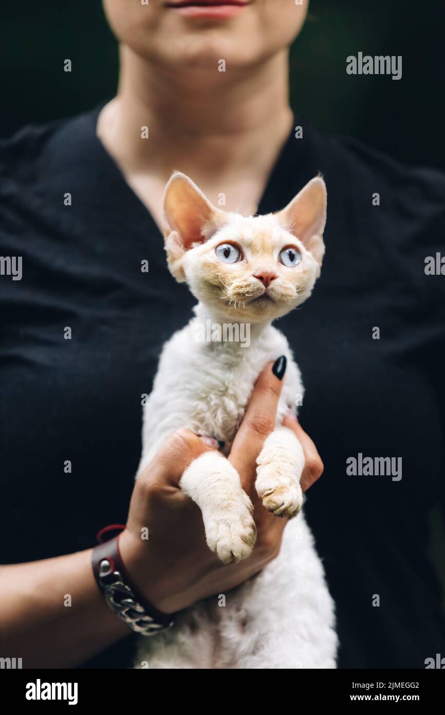 Gatto obediente Devon Rex con colore pelliccia bianco seduto sulle mani. Curioso divertente carino bello Devon Rex Cat. Gatti Ritratto. Occhi blu. Incredibile Foto Stock
