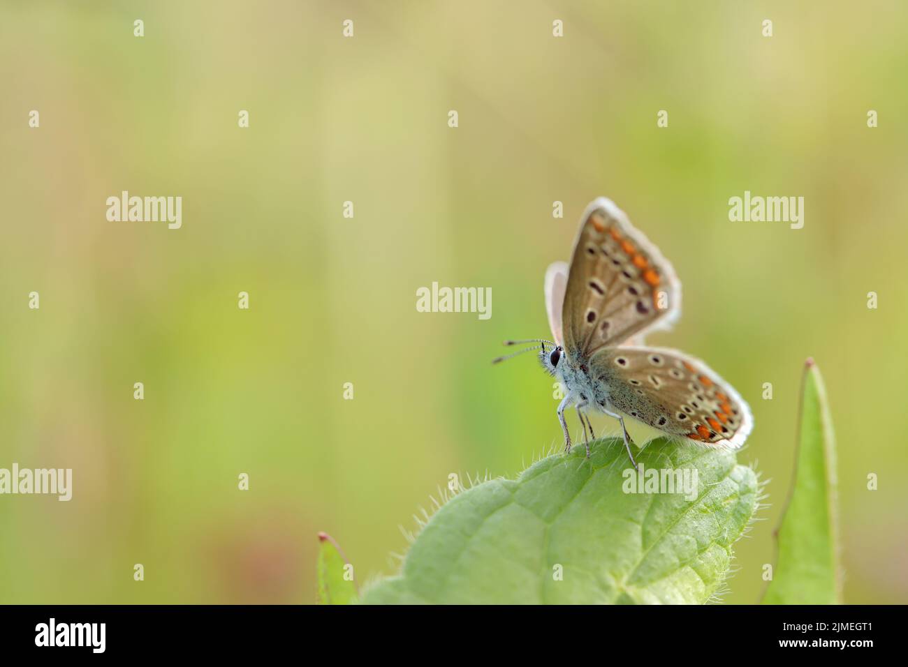 Farfalla blu comune femminile (Polyommatus icarus). Foto Stock