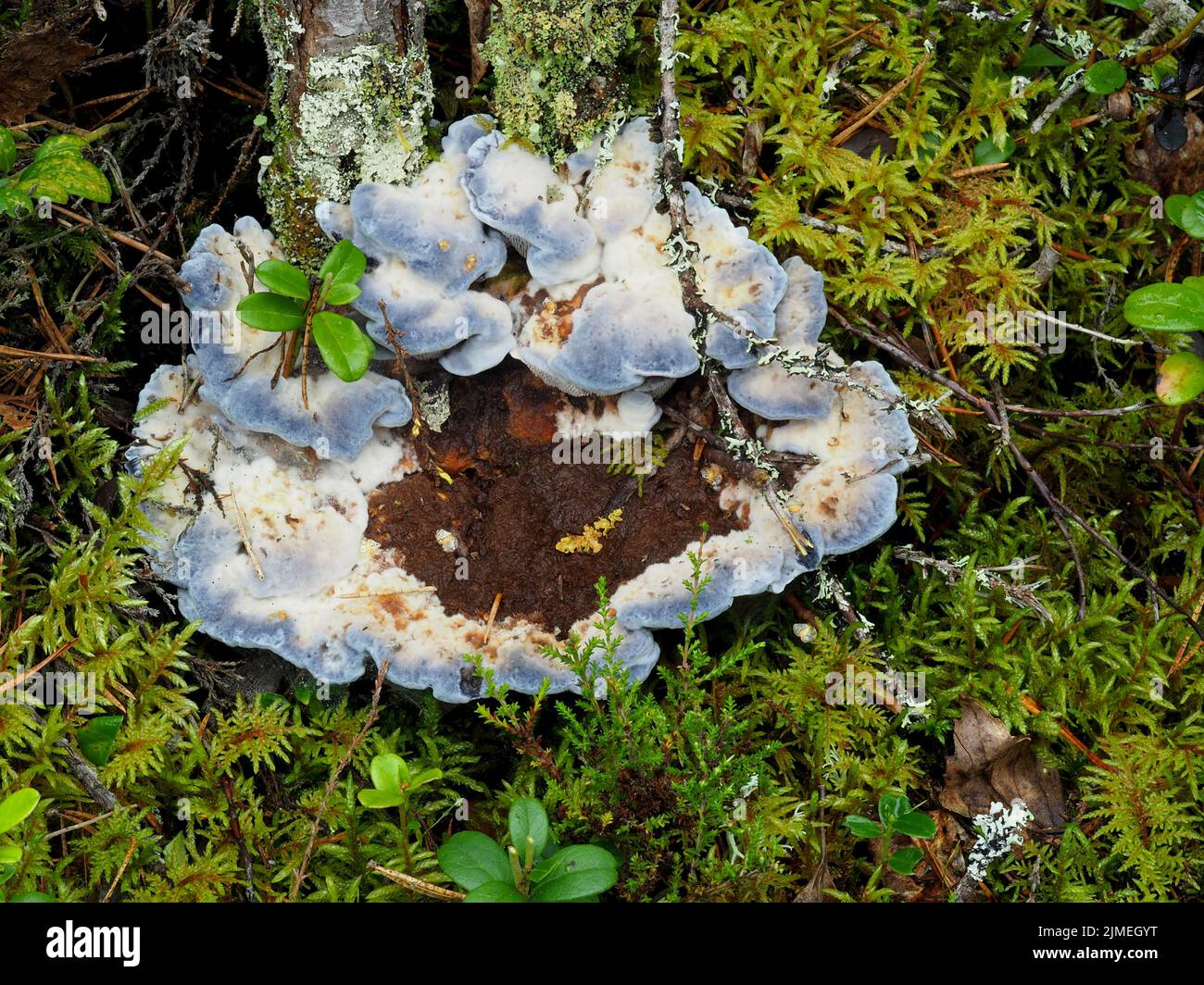 Spina dorsale blu, dente blu, dente bluastro, caeruleum di Hydnellum Foto Stock
