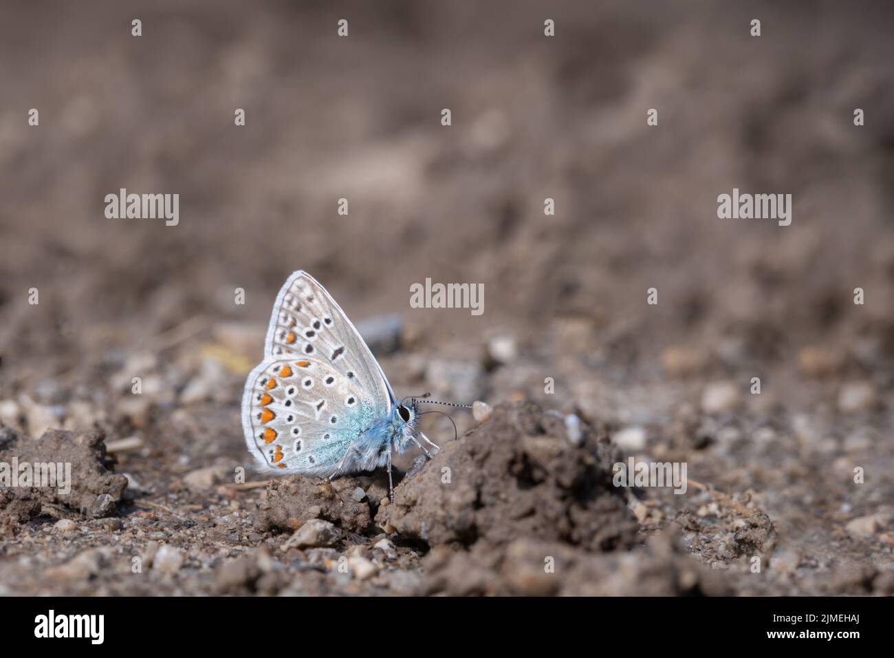 La farfalla blu comune maschile (Polyommatus icarus) prende minerali su suolo umido. Foto Stock