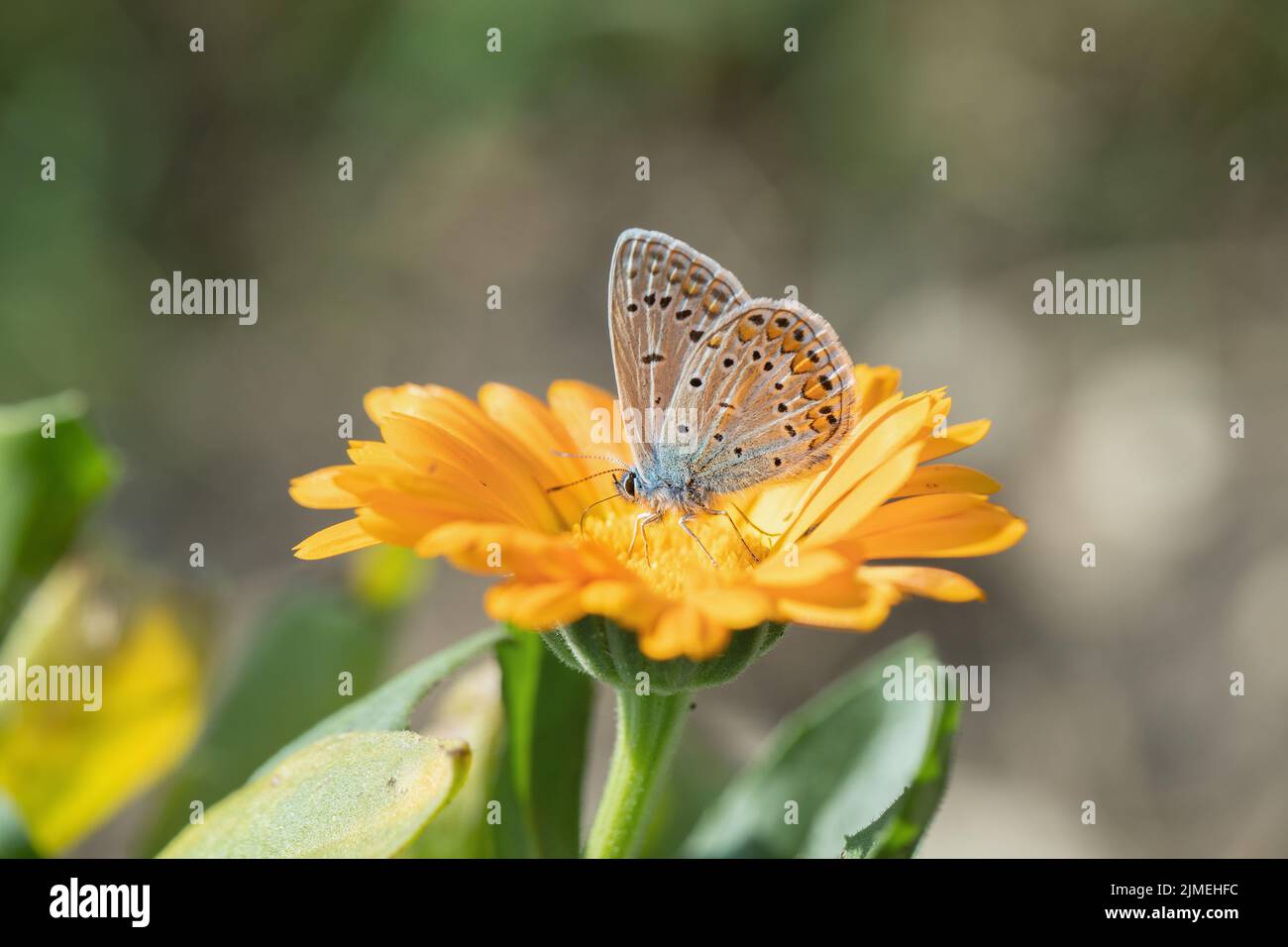 Farfalla blu comune maschile (Polyommatus icarus). Foto Stock