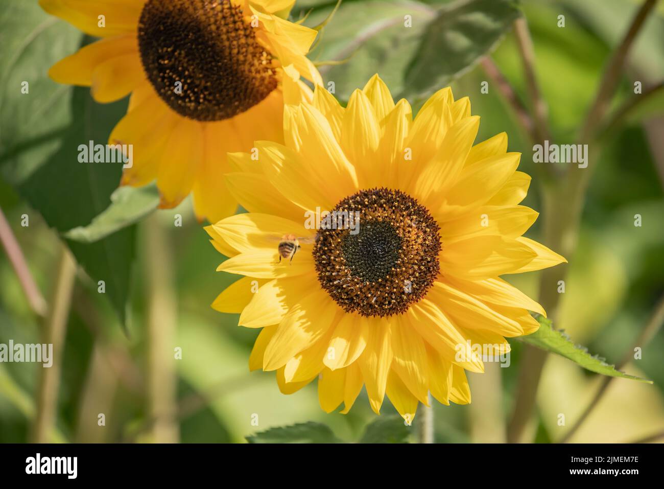 Fioritura del girasole Foto Stock