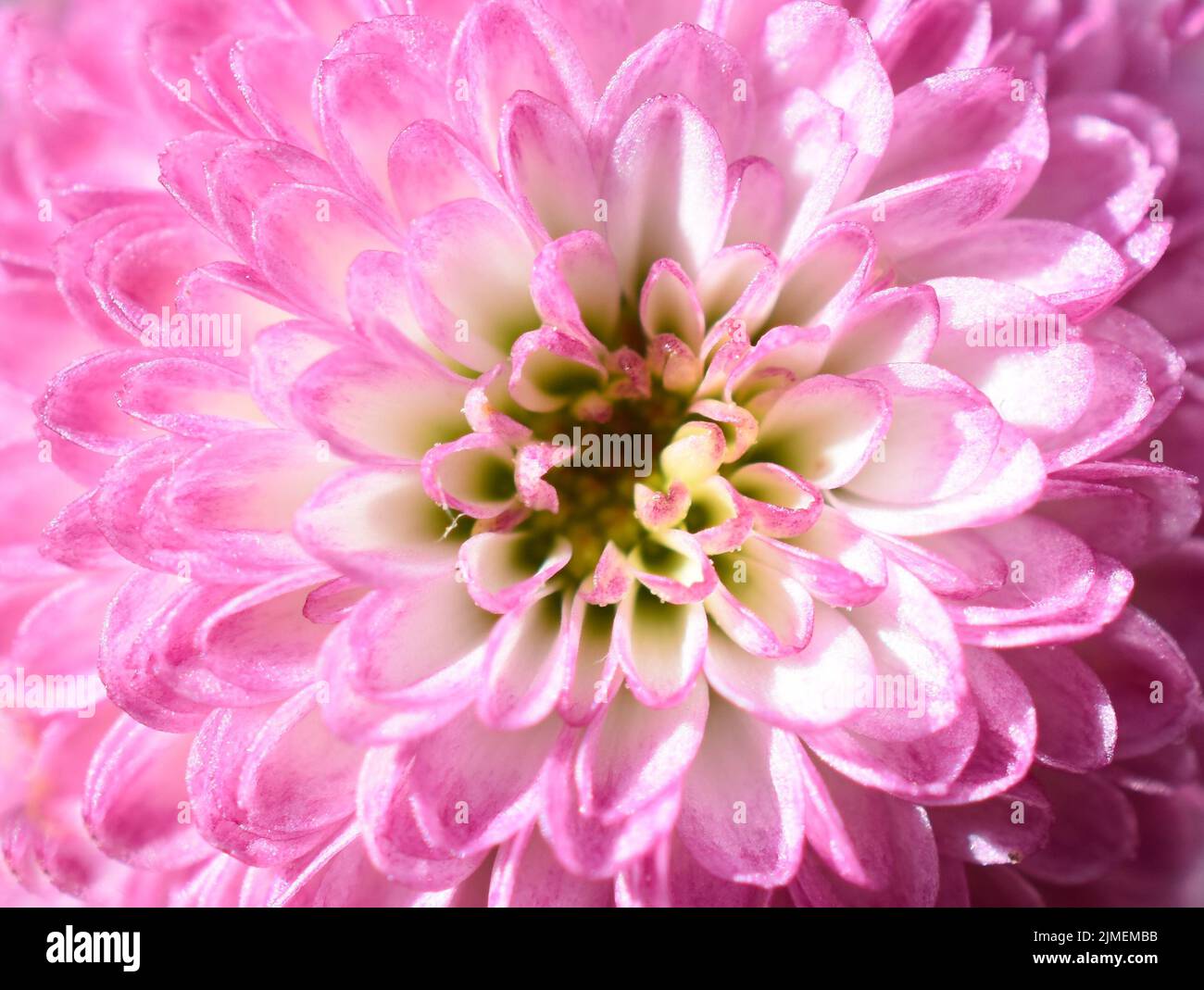 Closeup estremo su fiore di crisantemo rosa Foto Stock