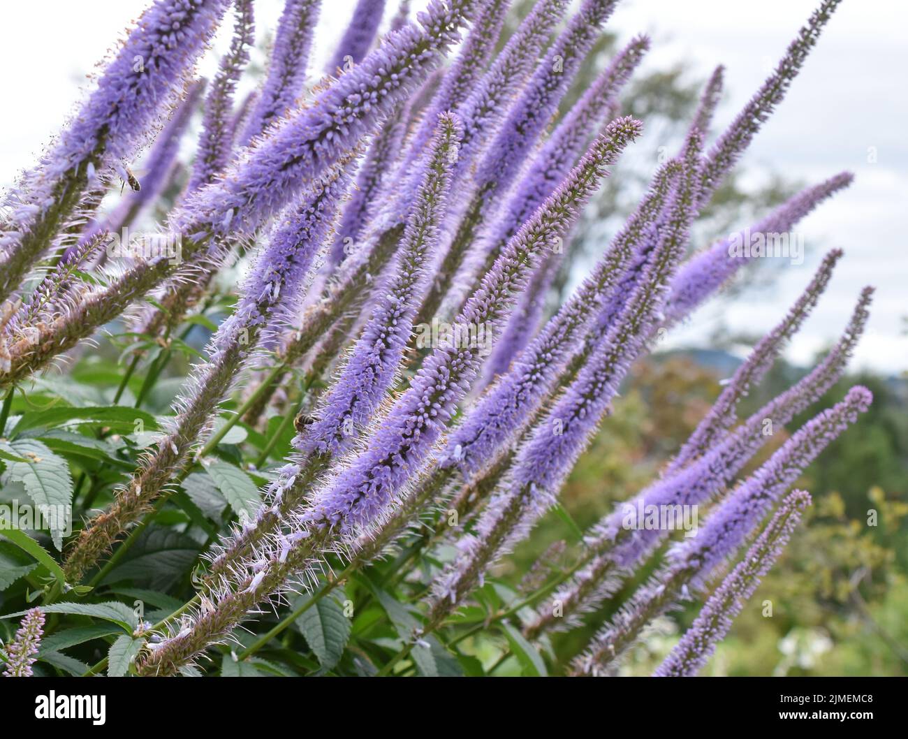 Fiori viola lunghi su Veronicastrum pianta in un giardino Foto Stock