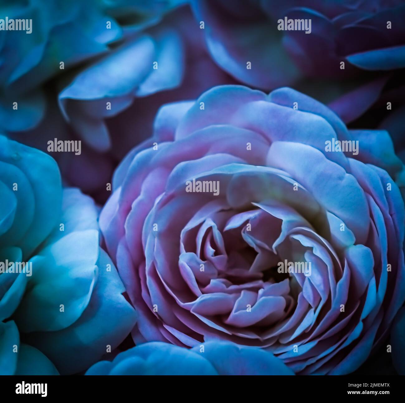 Messa a fuoco morbida, sfondo floreale astratto, rose blu. Macro fiori sfondo per il design del marchio di vacanza Foto Stock