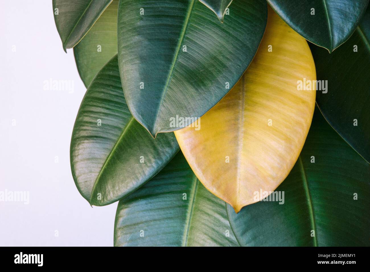 Foglia selvaggia gialla su gomma verde ficus pianta, Ficus elastica cura delle piante Foto Stock