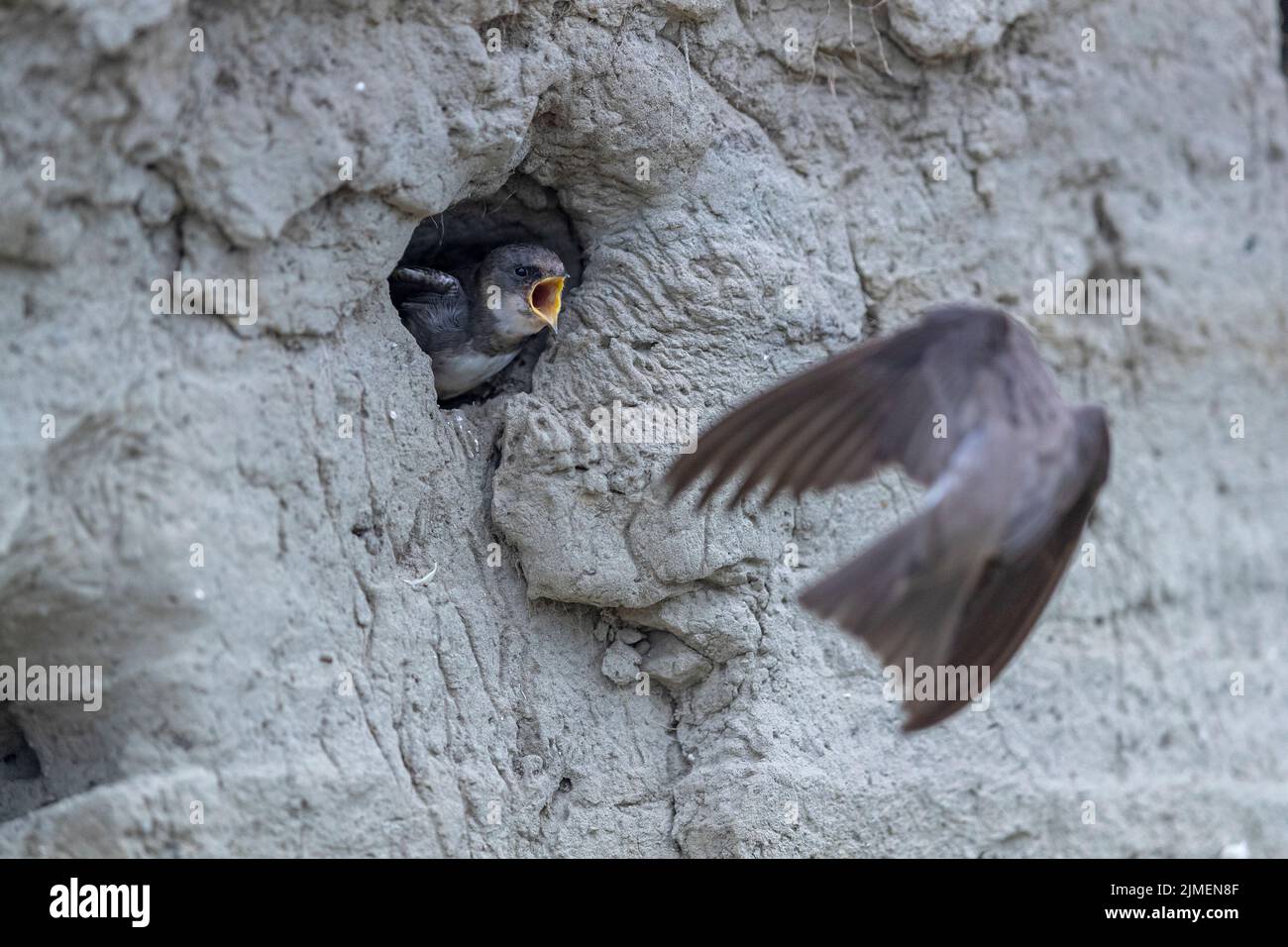 Sand Martin vola a riproduttori di burrow ed è atteso da un giovane uccello mendicante / Riparia riparia Foto Stock