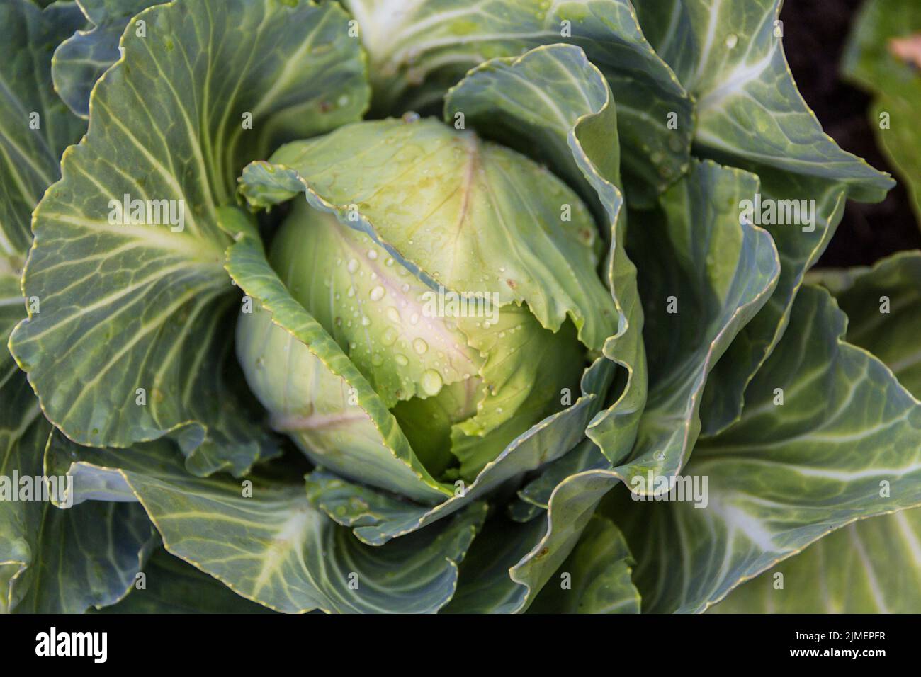 Primo piano sul cavolo nel giardino biologico Foto Stock