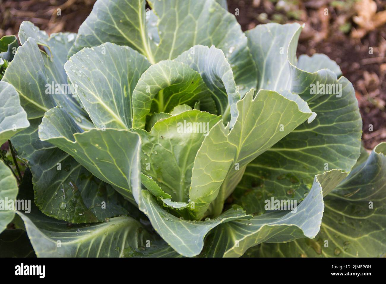 Primo piano sul cavolo nel giardino biologico Foto Stock