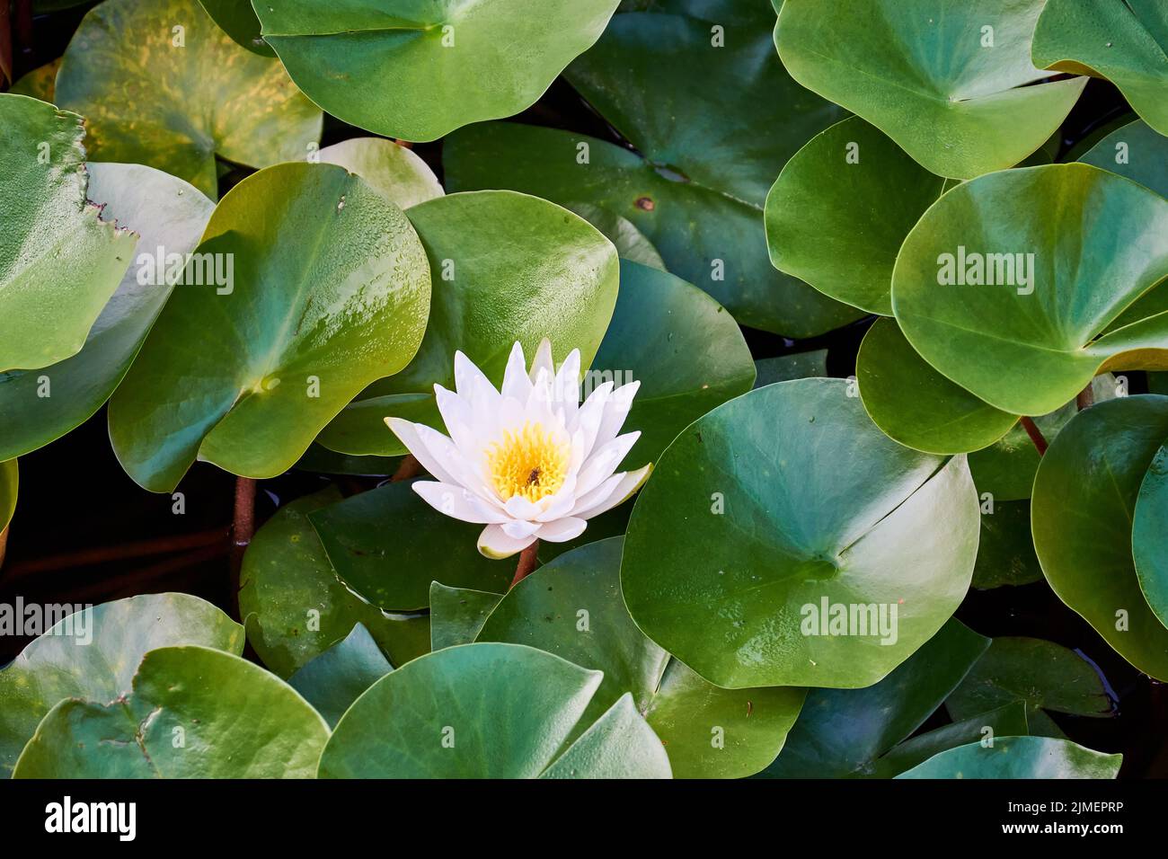 Un bel giglio d'acqua bianco con le sue grandi, galleggianti, foglie circolari Foto Stock