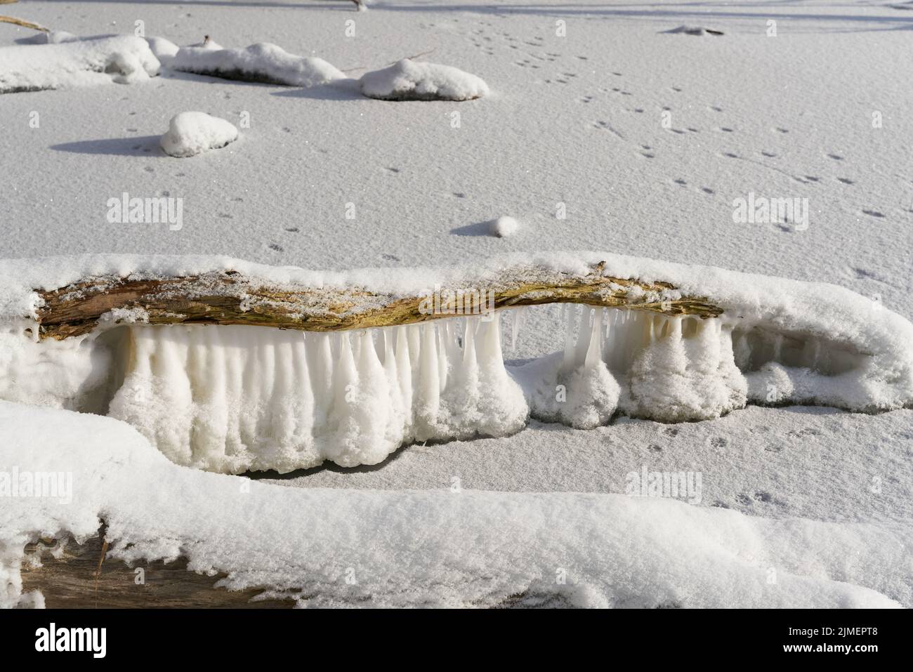 Ramo di un albero su un lago ghiacciato vicino a Magdeburg in inverno Foto Stock