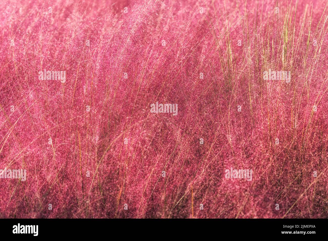 Campo di Pink Muhly erba Foto Stock