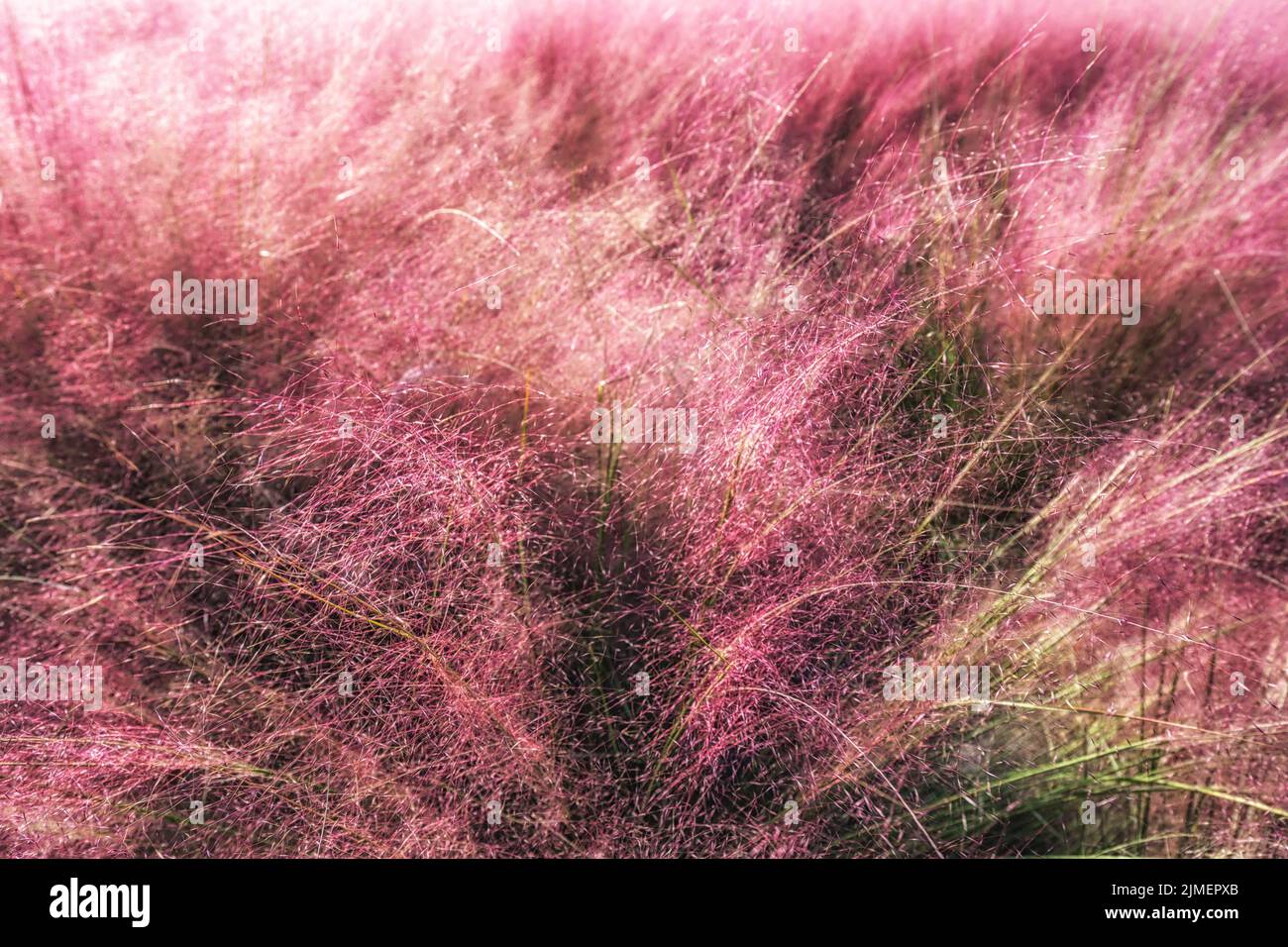 Campo di Pink Muhly erba Foto Stock