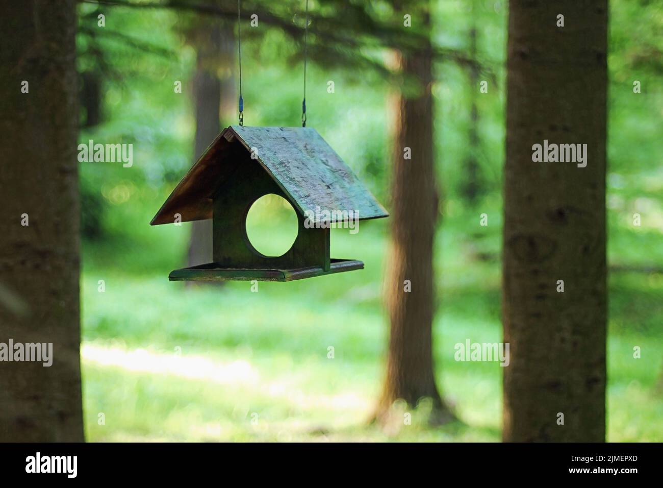 Green bird feeder appeso in ombra di alberi su sfocato verde foresta estate sfondo Foto Stock