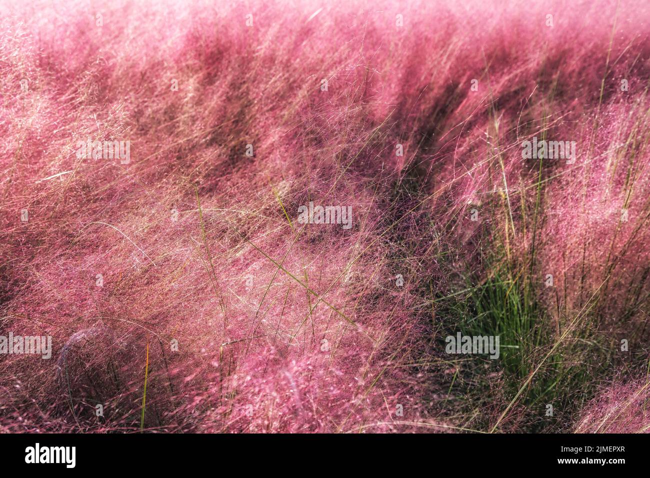 Campo di Pink Muhly erba Foto Stock