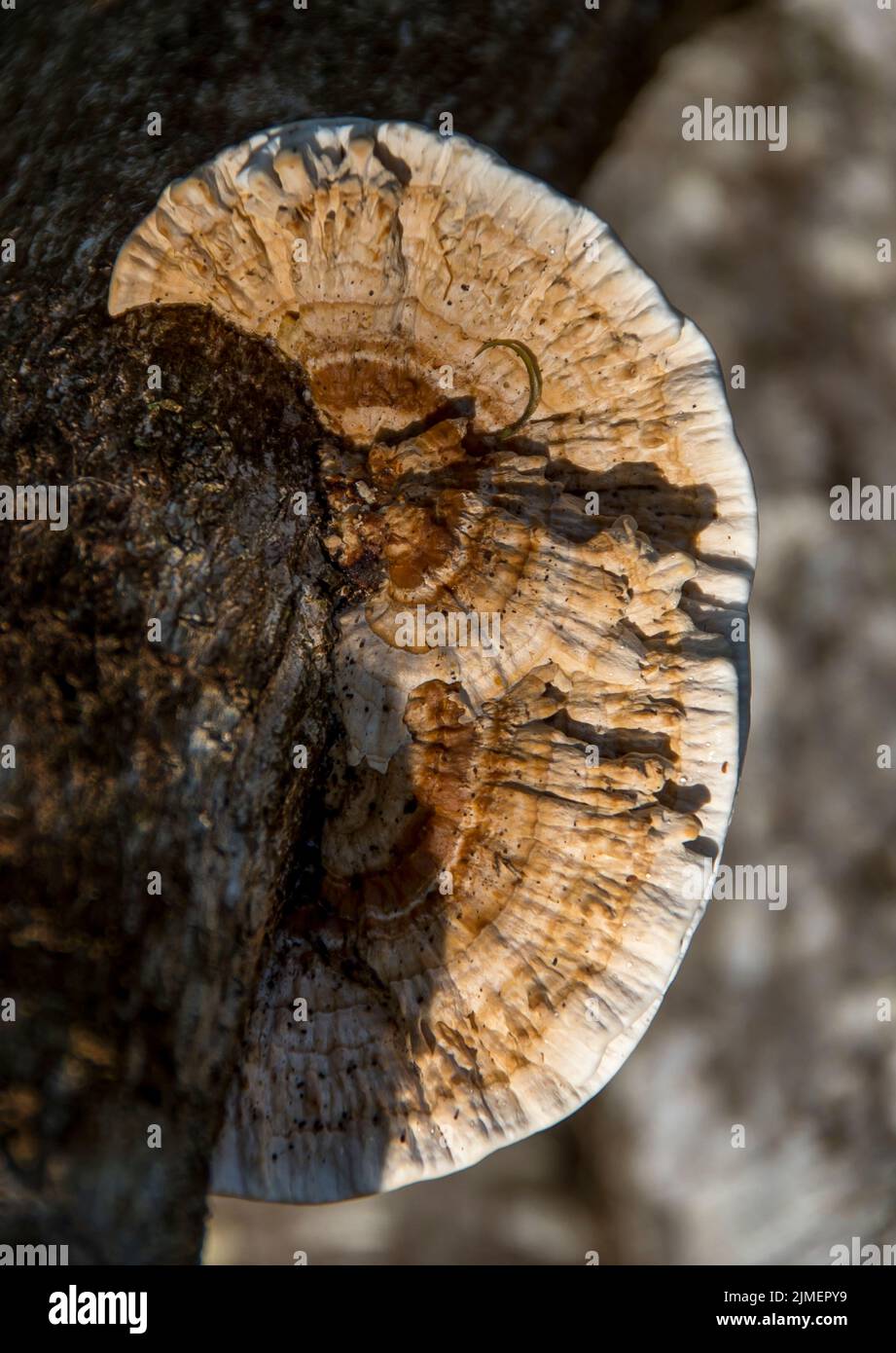 Fungo australiano, trametes versicolor, coda di tacchino che cresce come un semicerchio sul tronco di albero nel Queensland, sfumature di crema e marrone chiaro. Foto Stock